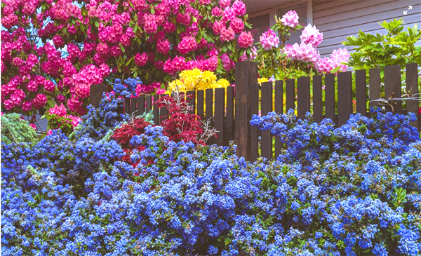 Aldi Garden Specialbuys: What’s New & When to Buy
