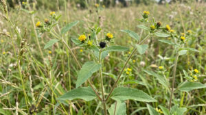 Sigesbeckia glabrescens
