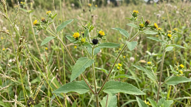 Growing Sigesbeckia glabrescens: What I Learned Along the Way