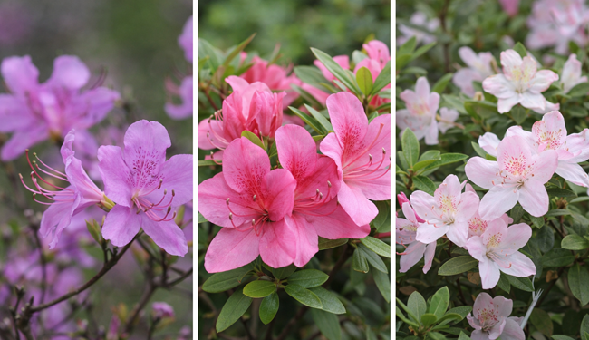 rhododendron vs azalea,spring flowers
