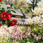Growing Camellias, Magnolias, and Japanese Apricot Blossoms