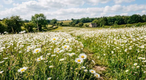 Daisies