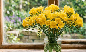 Freesia