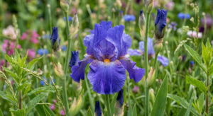 Iris