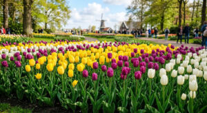 Tulip