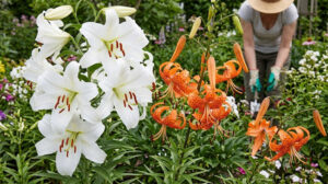 lily flowers,tiger lily,casablanca lily